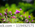 Thistle blooming in the field 119492575