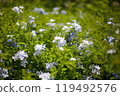 blue flower	 119492576