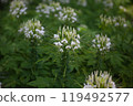  White flower 119492577