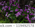Cluster of purple flowers 119492578