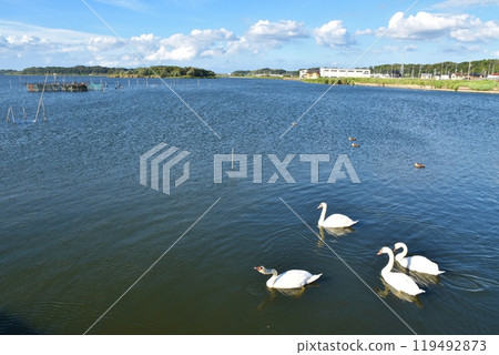 Mute swans at Ushiku Numa Waterfront Park on a sunny day, Ibaraki Mute swans at Ushiku Numa Waterfront Park on a sunny day, Ibaraki 119492873