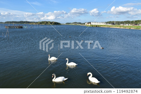 茨城縣牛沼水邊公園陽光明媚的日子裡的疣鼻天鵝 119492874