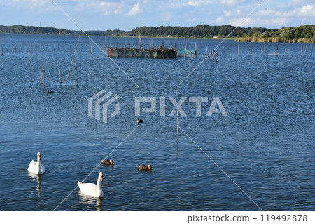 Mute swans at Ushiku Numa Waterfront Park on a sunny day, Ibaraki 119492878