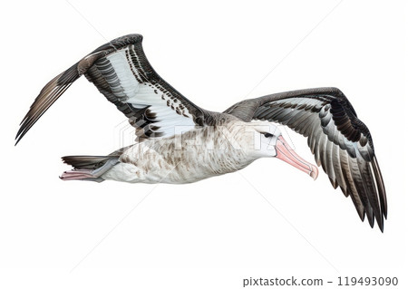 Albatross, bird, Pastel-colored, in hand-drawn style, watercolor, isolated on white background 119493090