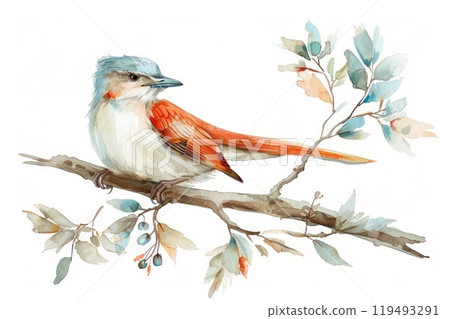 Cuckoo, bird, Pastel-colored, in hand-drawn style, watercolor, isolated on white background 119493291