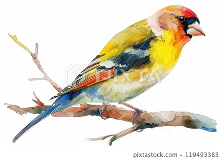 Goldfinch, bird, Pastel-colored, in hand-drawn style, watercolor, isolated on white background Goldfinch, bird, Pastel-colored, in hand-drawn style, watercolor, isolated on white background 119493383