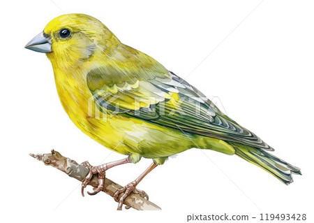 Greenfinch, bird, Pastel-colored, in hand-drawn style, watercolor, isolated on white background 119493428