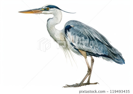 Grey Heron, bird, Pastel-colored, in hand-drawn style, watercolor, isolated on white background 119493435