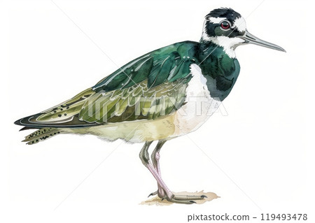 Lapwing, bird, Pastel-colored, in hand-drawn style, watercolor, isolated on white background 119493478