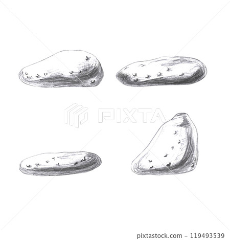 Sea stones, hand drawn pencil sketch. Isolated illustration in realistic style for fish restaurant design, menu, textile, posters 119493539