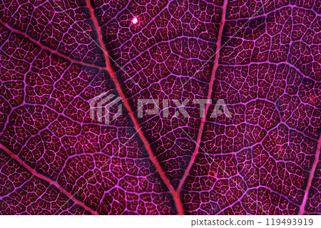 Pink leaf, raw texture, macro photography, Pink leaf texture, extreme close up Pink leaf, raw texture, macro photography, Pink leaf texture, extreme close up 119493919