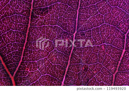 Pink leaf, raw texture, macro photography, Pink leaf texture, extreme close up Pink leaf, raw texture, macro photography, Pink leaf texture, extreme close up 119493920