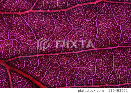 Pink leaf, raw texture, macro photography, Pink leaf texture, extreme close up Pink leaf, raw texture, macro photography, Pink leaf texture, extreme close up 119493921