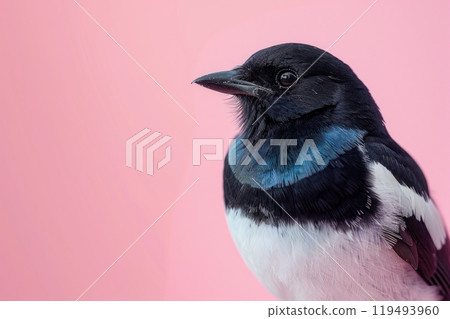 Magpie, isolated on pastel background, stock photographic style 119493960