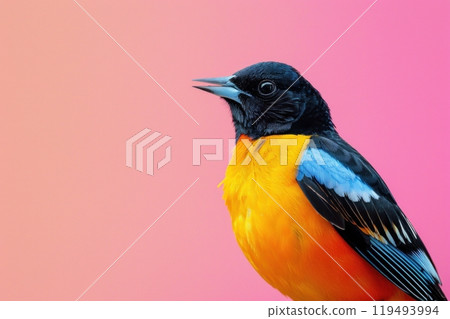 Oriole, isolated on pastel background, stock photographic style 119493994