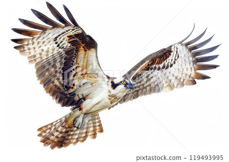 Osprey, bird, Pastel-colored, in hand-drawn style, watercolor, isolated on white background 119493995