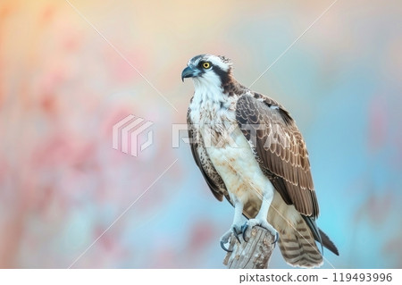 Osprey, isolated on pastel background, stock photographic style Osprey, isolated on pastel background, stock photographic style 119493996