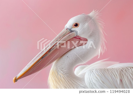 Pelican, isolated on pastel background, stock photographic style 119494028