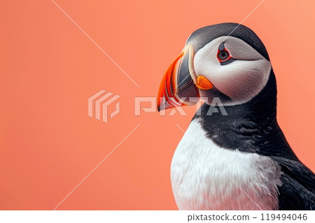 Puffin, isolated on pastel background, stock photographic style 119494046