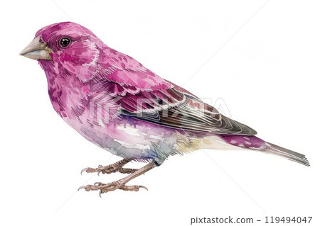 Purple Finch, bird, Pastel-colored, in hand-drawn style, watercolor, isolated on white background 119494047