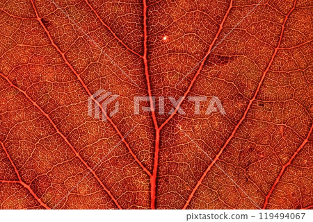 Red leaf texture, extreme close up, flat material, dried leaf, aspen tree leaf Red leaf texture, extreme close up, flat material, dried leaf, aspen tree leaf 119494067