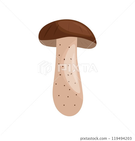 Boletus vulgaris. Vector illustration of mushrooms. Boletus vulgaris. Vector illustration of mushrooms. 119494203