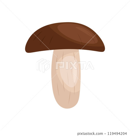Polish mushroom. Vector illustration of mushroom Polish mushroom. Vector illustration of mushroom 119494204