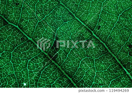 Green leaf texture, extreme close up, flat material, dried leaf, European aspen leaf, green raw texture 119494269