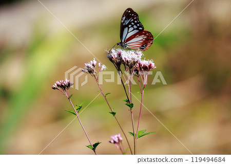 Asagi madara Asagi madara 119494684