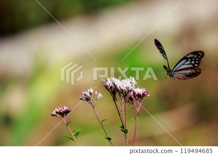 Asagi madara 119494685