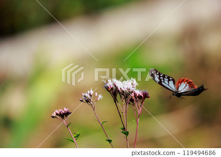 Asagi madara Asagi madara 119494686