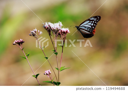 Asagi madara 119494688