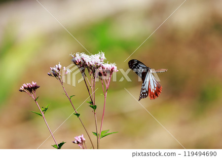 Asagi madara Asagi madara 119494690