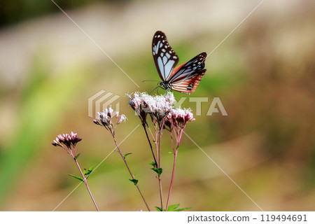 Asagi madara 119494691