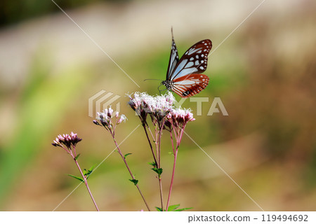 Asagi madara 119494692