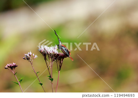 Asagi madara 119494693