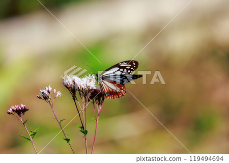 Asagi madara 119494694