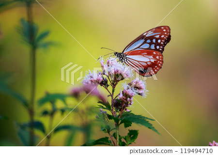 Asagi madara 119494710