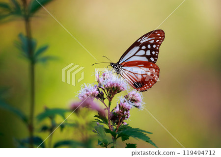 Asagi madara 119494712