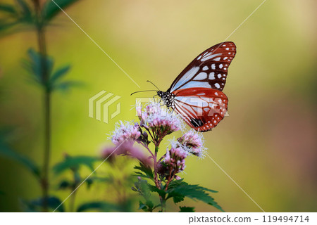 Asagi madara 119494714