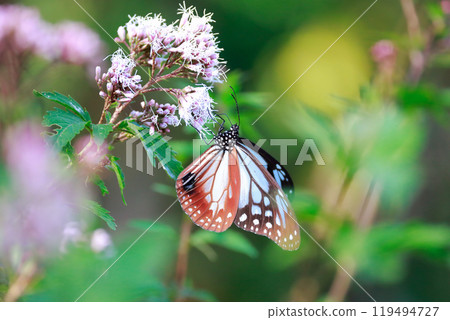 Asagi madara Asagi madara 119494727