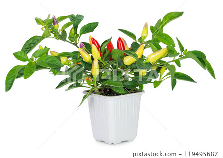 red hot chili peppers in pot isolated on white background 119495687