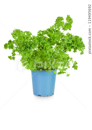 parsley in a pot isolated on white background 119495692