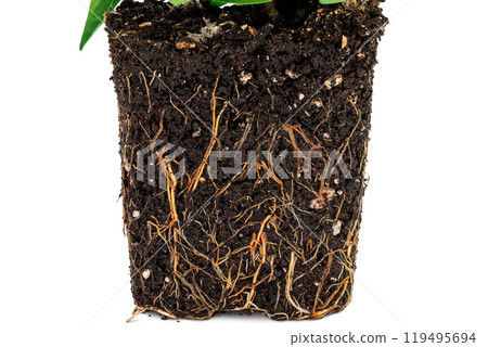 chili pepper root in the ground isolated on white background chili pepper root in the ground isolated on white background 119495694