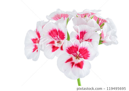 flowers of geranium isolated on white background. 119495695