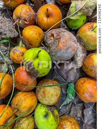 Rotten apples. Fallen rotten apples. Rotten apples like thrown garbage. High quality photo Rotten apples. Fallen rotten apples. Rotten apples like thrown garbage. High quality photo 119496248