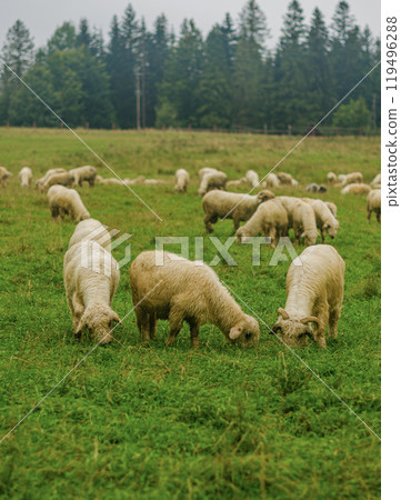 sheep graze on a green field. High quality photo 119496288
