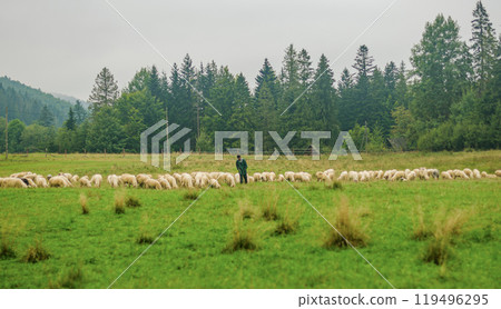 flock of sheep in green-coloured grassland with shepherds in mountains . High quality photo flock of sheep in green-coloured grassland with shepherds in mountains . High quality photo 119496295