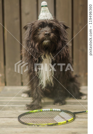 Black small dog with a badminton shuttlecock on head, posing next to a racket. High quality photo 119496360