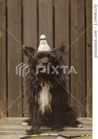 Black small dog with a badminton shuttlecock on head, posing next to a racket. High quality photo 119496378